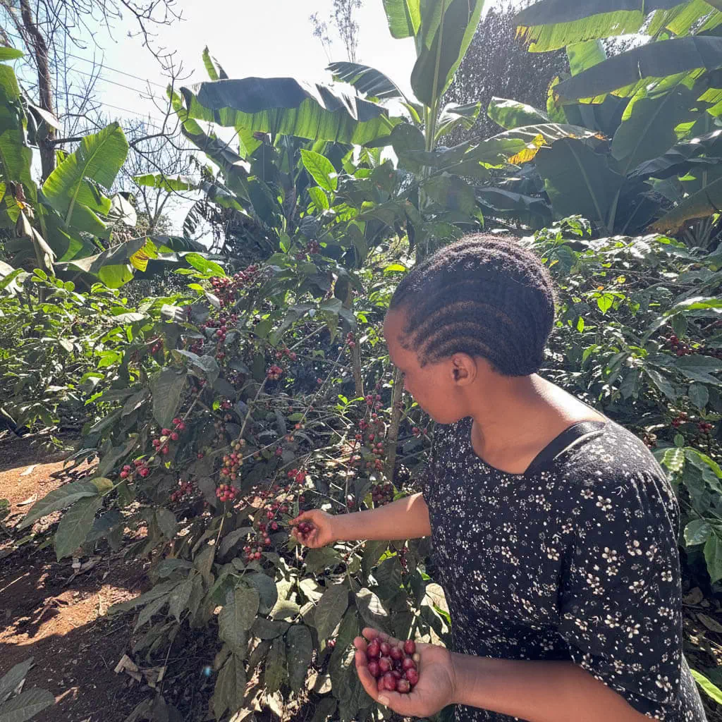 Private Safari in Tanzania - coffee plantation